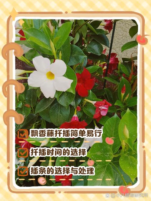 飘香藤的扦插方法，飘香藤几月份扦插好-第3张图片-优品飞百科