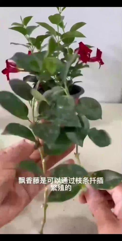飘香藤的扦插方法，飘香藤几月份扦插好-第5张图片-优品飞百科