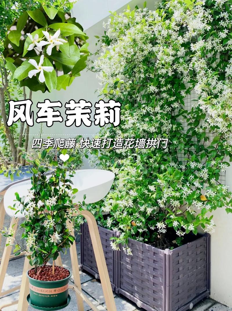 怎样让风车茉莉爬藤快？风车茉莉爬藤好还是修剪好？