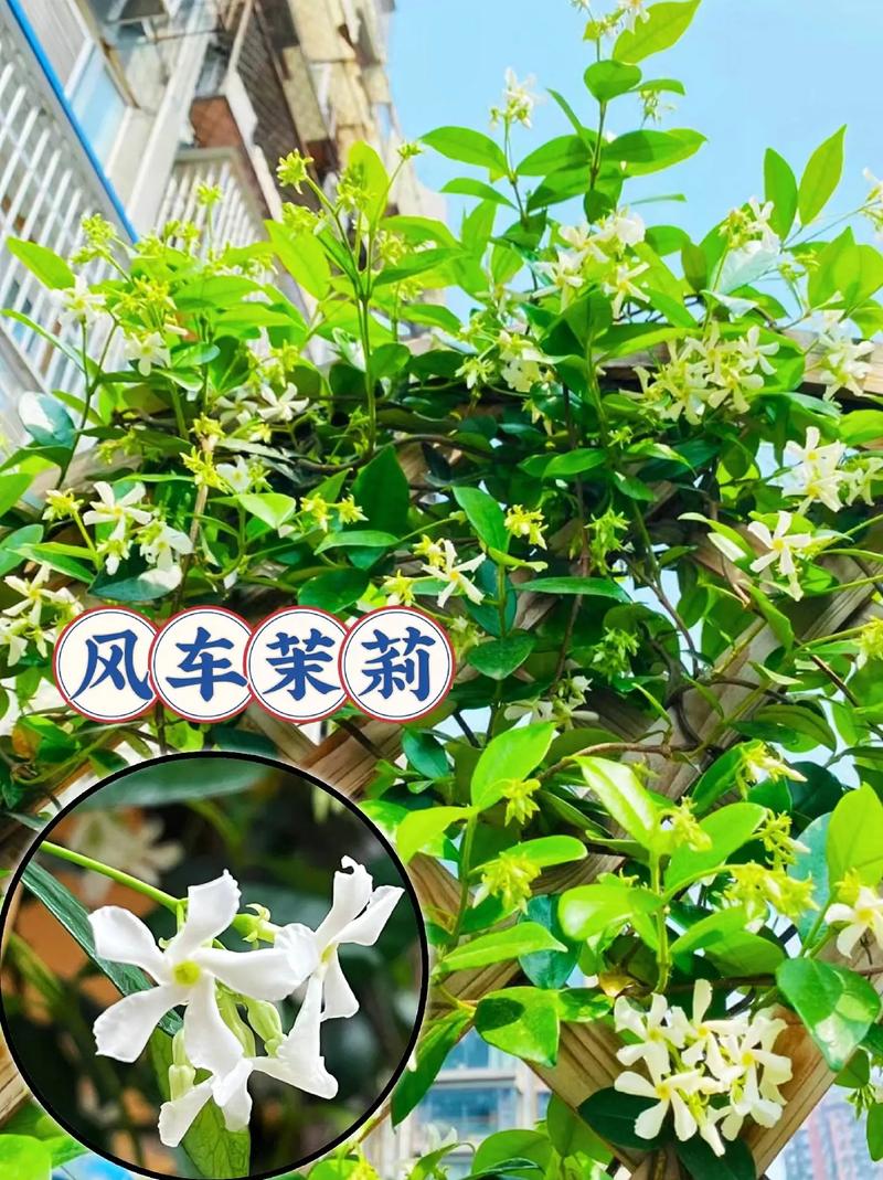 怎样让风车茉莉爬藤快？风车茉莉爬藤好还是修剪好？-第2张图片-优品飞百科