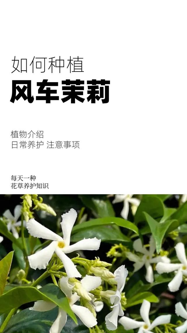 怎样让风车茉莉爬藤快？风车茉莉爬藤好还是修剪好？-第3张图片-优品飞百科