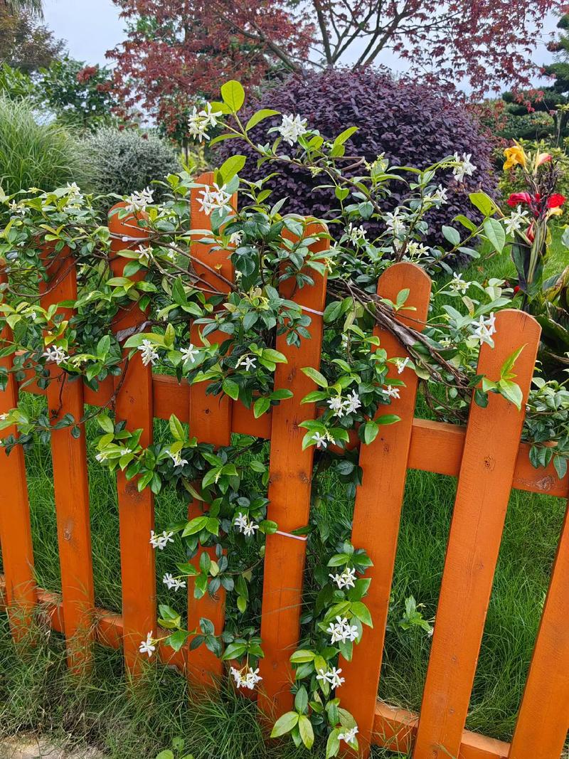 怎样让风车茉莉爬藤快？风车茉莉爬藤好还是修剪好？-第4张图片-优品飞百科