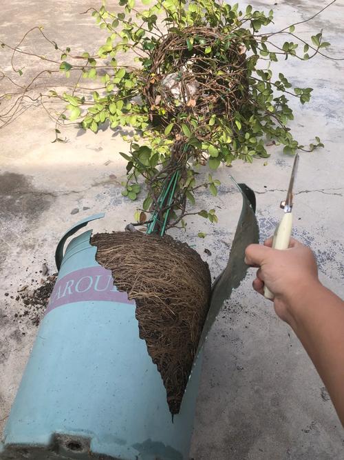 怎样让风车茉莉爬藤快？风车茉莉爬藤好还是修剪好？-第5张图片-优品飞百科