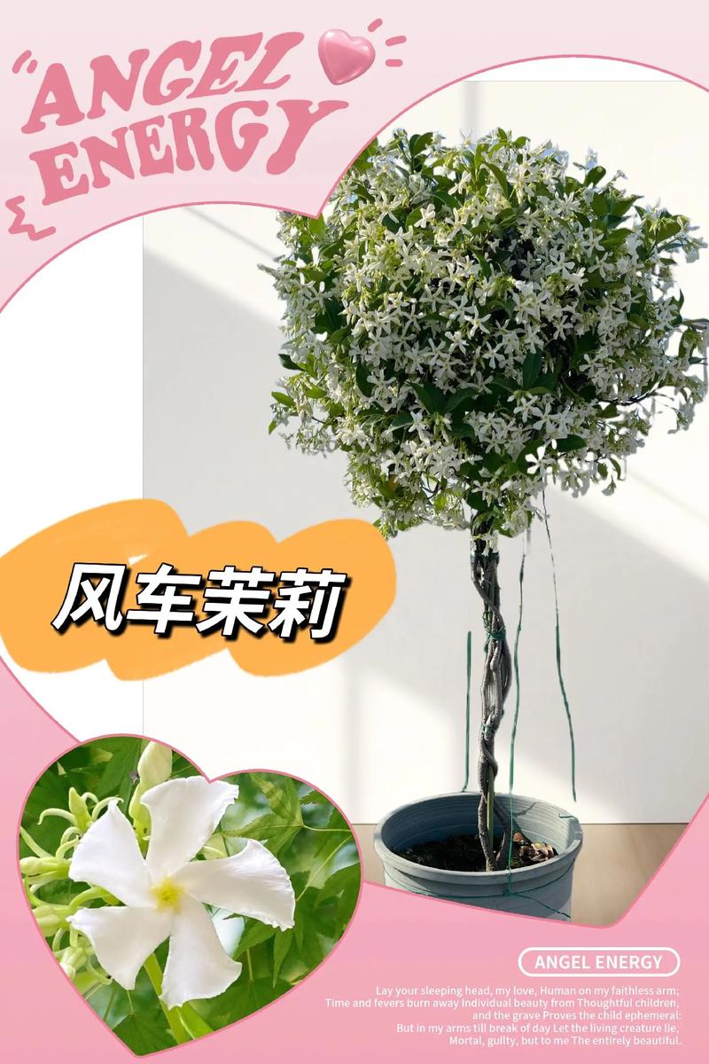 怎样让风车茉莉爬藤快？风车茉莉爬藤好还是修剪好？-第6张图片-优品飞百科