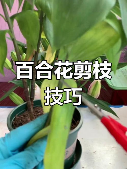 百合花花期过后怎么养，百合花花期过了怎么处理？-第2张图片-优品飞百科