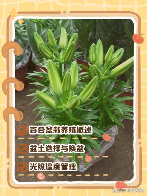 百合花花期过后怎么养，百合花花期过了怎么处理？-第3张图片-优品飞百科