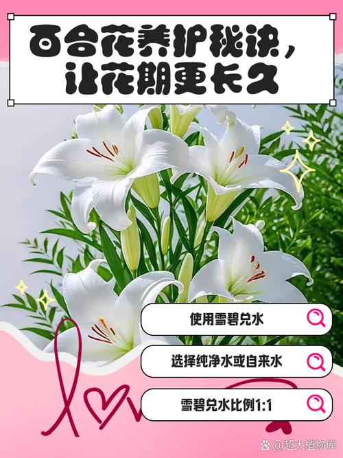 百合花花期过后怎么养，百合花花期过了怎么处理？-第4张图片-优品飞百科