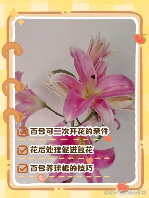 百合花花期过后怎么养，百合花花期过了怎么处理？-第6张图片-优品飞百科