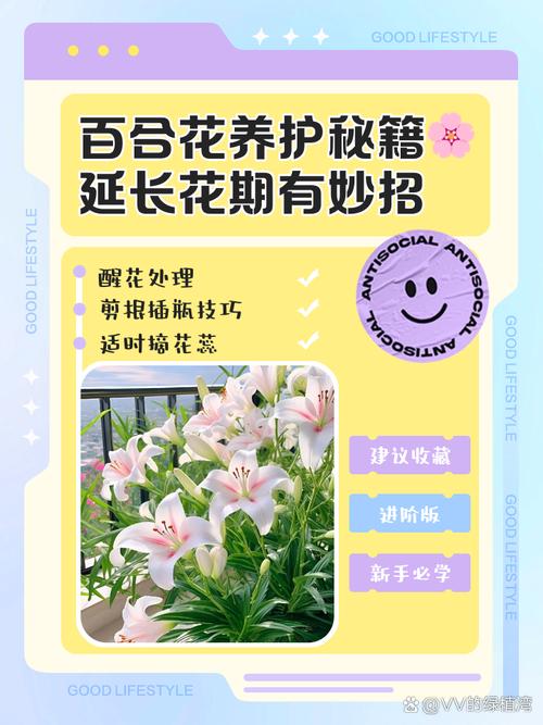 百合花花期过后怎么养，百合花花期过了怎么处理？-第7张图片-优品飞百科