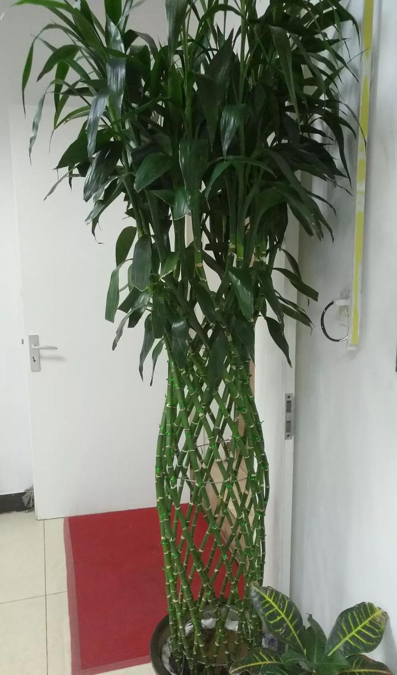 富贵竹怎么剪切口，富贵竹怎么剪枝视频