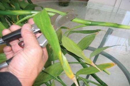 富贵竹怎么剪切口,富贵竹怎么剪枝视频-第2张图片-优品飞百科 富贵竹怎么剪切口,富贵竹怎么剪枝视频-第2张图片-优品飞百科