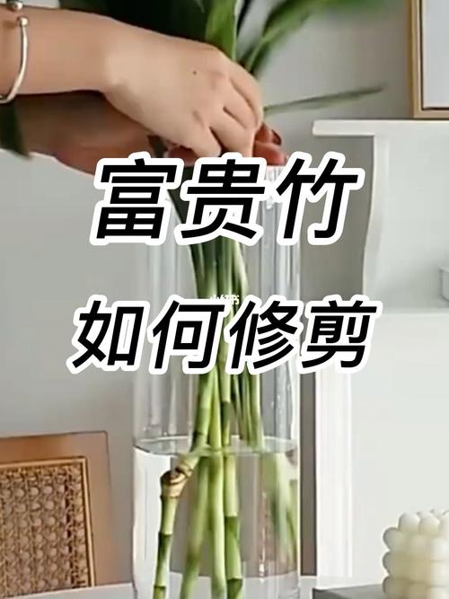 富贵竹怎么剪切口,富贵竹怎么剪枝视频-第3张图片-优品飞百科 富贵竹怎么剪切口,富贵竹怎么剪枝视频-第3张图片-优品飞百科