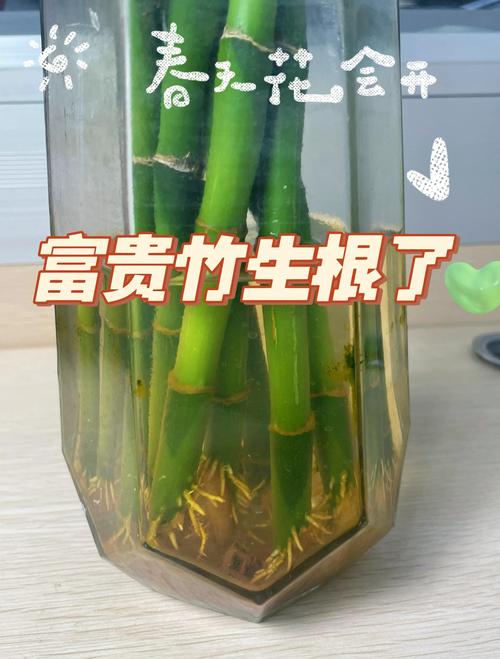 富贵竹怎么剪切口,富贵竹怎么剪枝视频-第5张图片-优品飞百科 富贵竹怎么剪切口,富贵竹怎么剪枝视频-第5张图片-优品飞百科