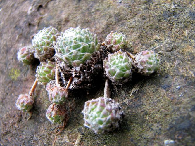 屋卷绢怎么养的简单介绍-第2张图片-优品飞百科