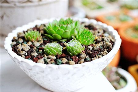 屋卷绢怎么养的简单介绍-第3张图片-优品飞百科