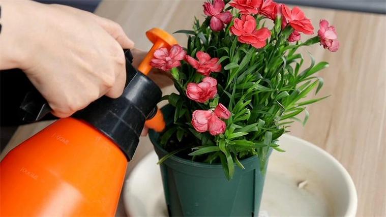 屋卷绢怎么养的简单介绍-第4张图片-优品飞百科