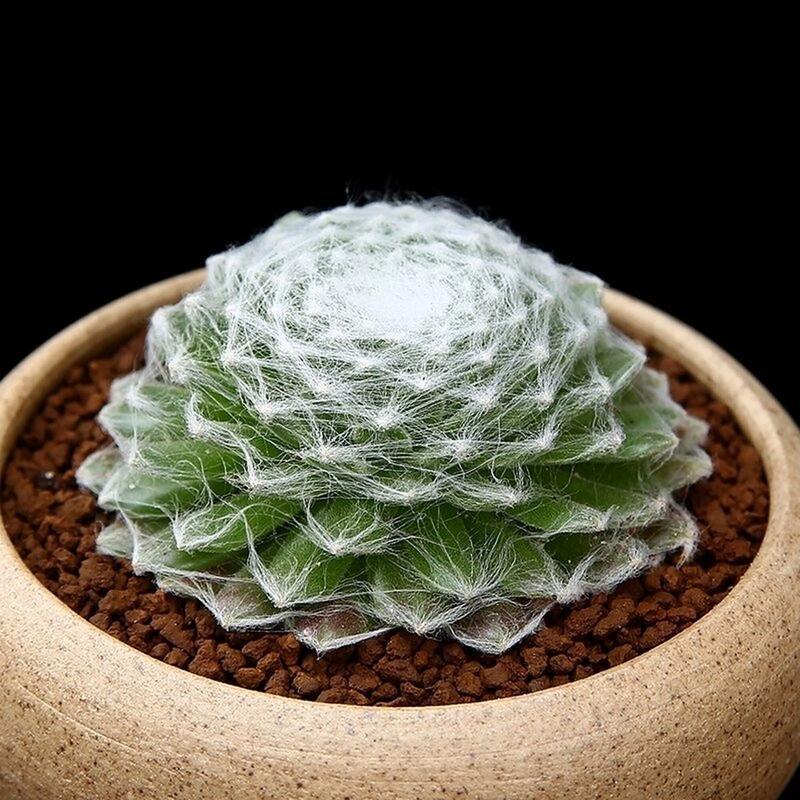 屋卷绢怎么养的简单介绍-第5张图片-优品飞百科