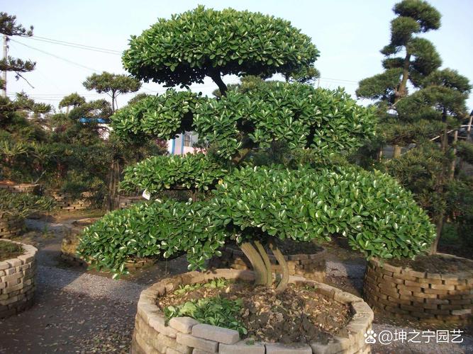 屋卷绢怎么养的简单介绍-第6张图片-优品飞百科