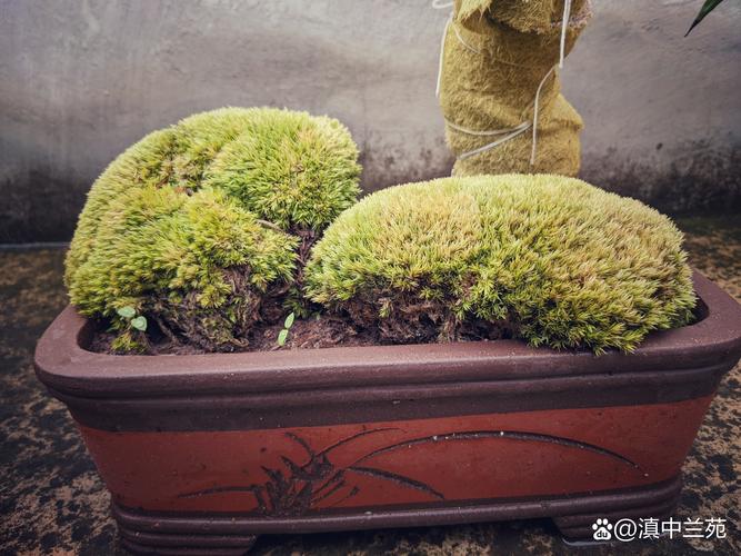 屋卷绢怎么养的简单介绍-第7张图片-优品飞百科