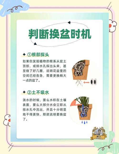 屋卷绢怎么养的简单介绍-第8张图片-优品飞百科