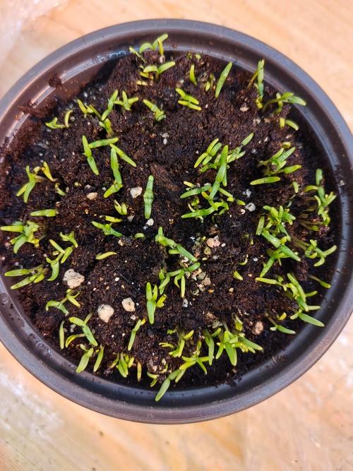 满天星种子种植前需要泡水吗？满天星种子需要泡水吗?？