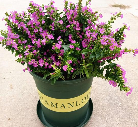 满天星种子种植前需要泡水吗？满天星种子需要泡水吗?？-第2张图片-优品飞百科