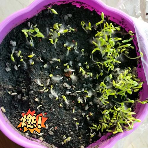 满天星种子种植前需要泡水吗？满天星种子需要泡水吗?？-第3张图片-优品飞百科