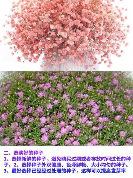 满天星种子种植前需要泡水吗？满天星种子需要泡水吗?？-第5张图片-优品飞百科