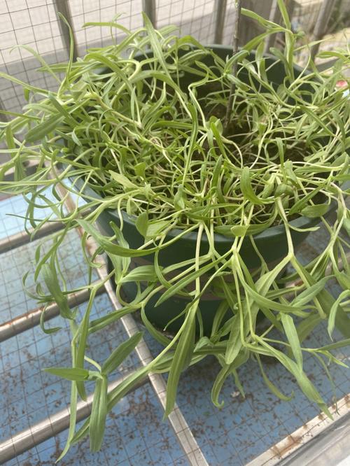 满天星种子种植前需要泡水吗？满天星种子需要泡水吗?？-第7张图片-优品飞百科