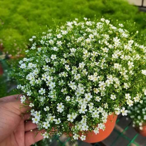 满天星种子种植前需要泡水吗？满天星种子需要泡水吗?？-第8张图片-优品飞百科