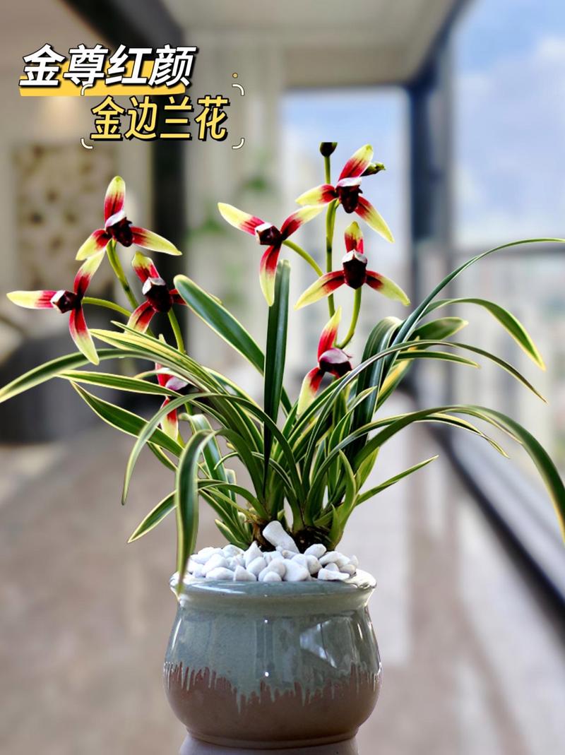 金边兰花怎么养，金边兰花怎么养殖方法？