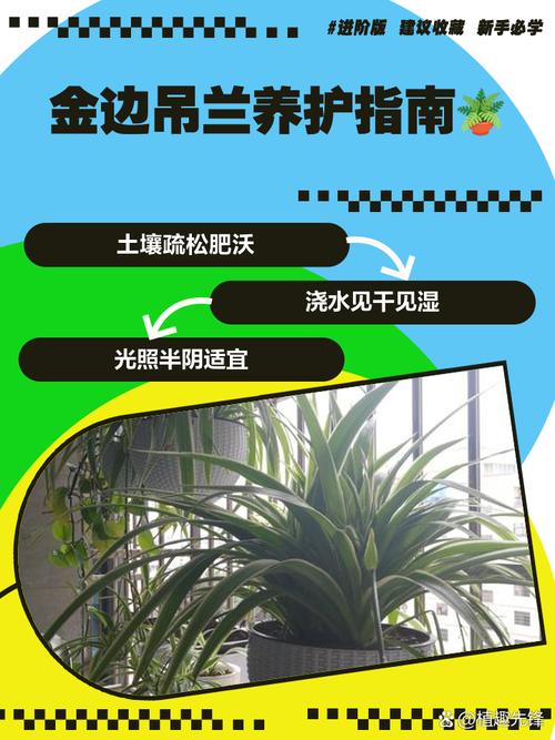 金边兰花怎么养，金边兰花怎么养殖方法？-第2张图片-优品飞百科