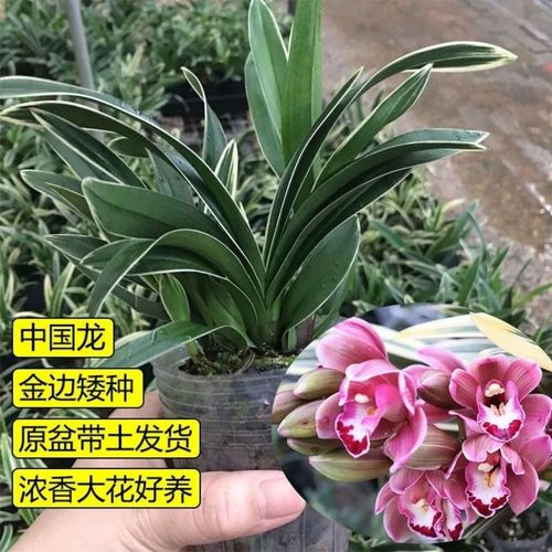 金边兰花怎么养，金边兰花怎么养殖方法？-第3张图片-优品飞百科