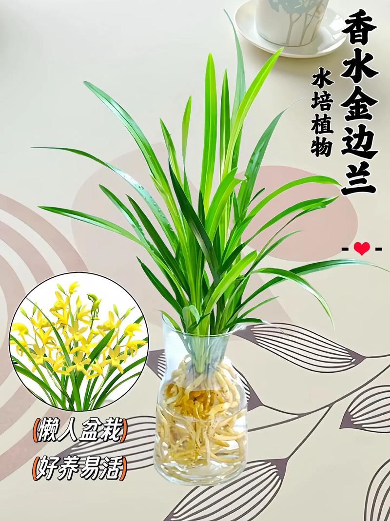 金边兰花怎么养，金边兰花怎么养殖方法？-第4张图片-优品飞百科