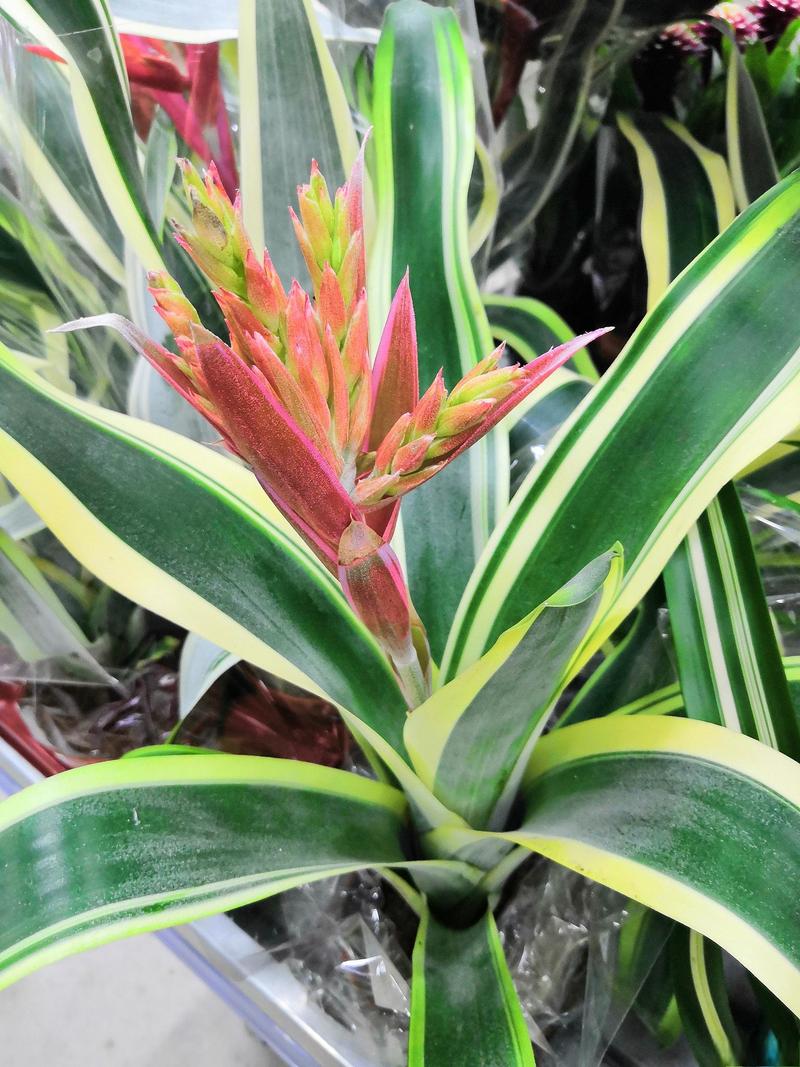 金边兰花怎么养，金边兰花怎么养殖方法？-第5张图片-优品飞百科