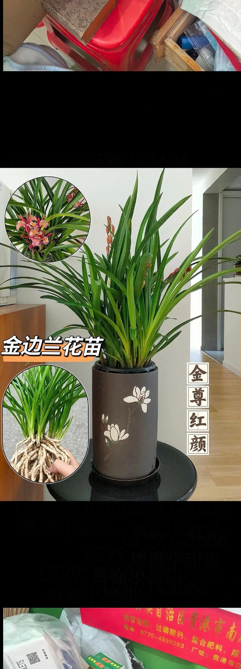 金边兰花怎么养，金边兰花怎么养殖方法？-第7张图片-优品飞百科