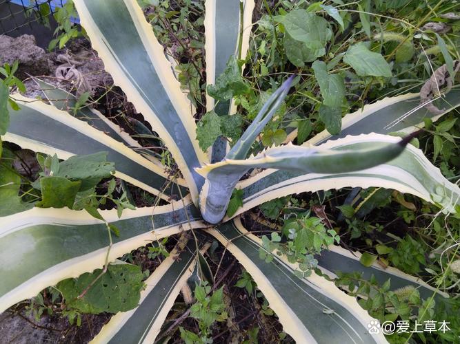 金边龙舌兰的繁殖方法，金边龙舌兰好养吗-第1张图片-优品飞百科