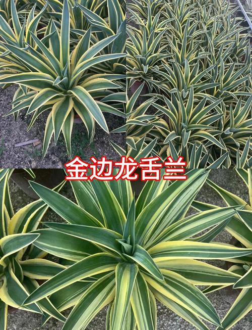 金边龙舌兰的繁殖方法，金边龙舌兰好养吗-第2张图片-优品飞百科