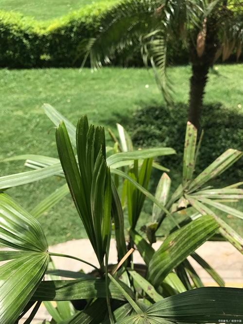 金边龙舌兰的繁殖方法，金边龙舌兰好养吗-第3张图片-优品飞百科