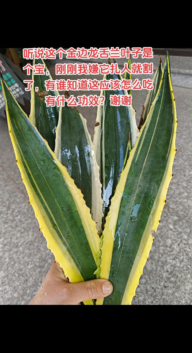 金边龙舌兰的繁殖方法，金边龙舌兰好养吗-第5张图片-优品飞百科