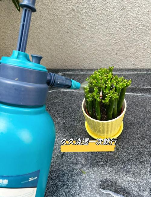 光棍树怎么养，光棍树怎么养护？