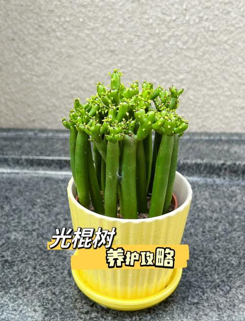 光棍树怎么养,光棍树怎么养护?-第4张图片-优品飞百科 光棍树怎么养,光棍树怎么养护?-第4张图片-优品飞百科