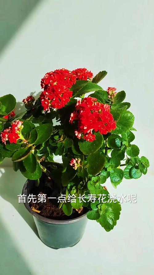 新买的长寿花要浇水吗，新买回的长寿花怎么上盆？