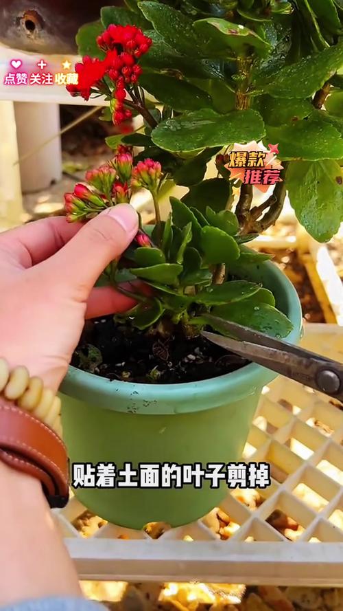 新买的长寿花要浇水吗，新买回的长寿花怎么上盆？-第2张图片-优品飞百科