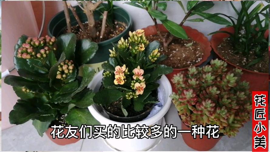 新买的长寿花要浇水吗，新买回的长寿花怎么上盆？-第4张图片-优品飞百科