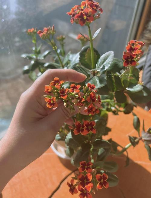 新买的长寿花要浇水吗，新买回的长寿花怎么上盆？-第5张图片-优品飞百科