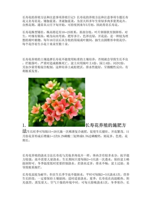 新买的长寿花要浇水吗，新买回的长寿花怎么上盆？-第6张图片-优品飞百科