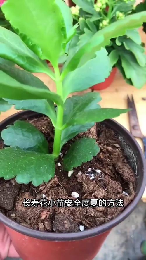 新买的长寿花要浇水吗，新买回的长寿花怎么上盆？-第7张图片-优品飞百科