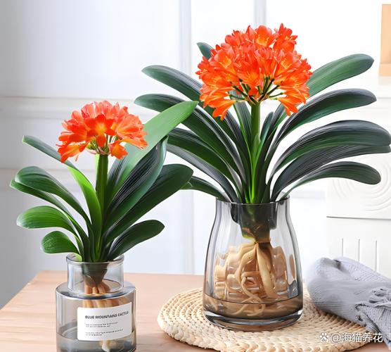 养花为什么不能用大盆，种花为什么不能直接用大盆？