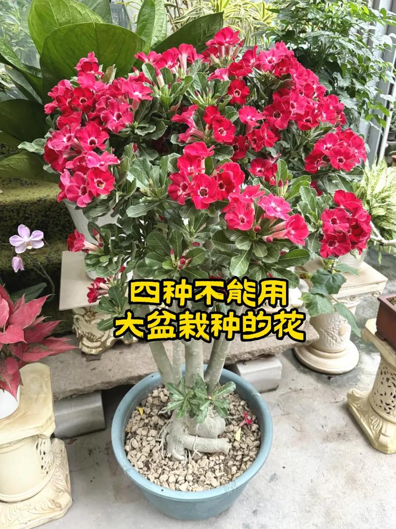 养花为什么不能用大盆，种花为什么不能直接用大盆？-第2张图片-优品飞百科